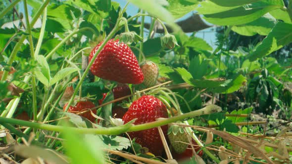 Ripe organic strawberry bush in the garden close up