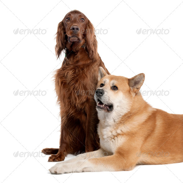 couple of a Irish Setter (3 years) and a akita inu (4years old) - Stock Photo - Images