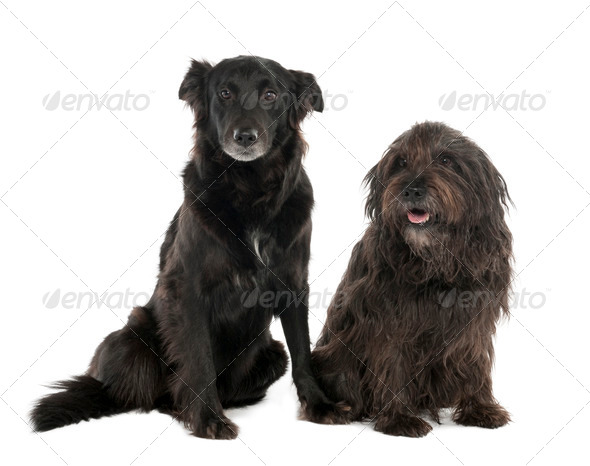 Couple of a Mixed-Breed Dog with a Border Collie and a Gos d'Atura (4 and 10 years old) - Stock Photo - Images