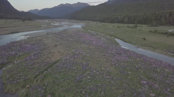 Lupins in New Zealand aerial footage
