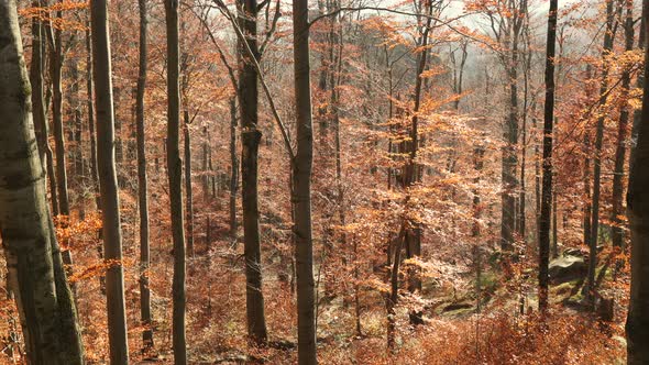 Autumn Beech Forest alt