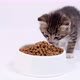 Little Striped Kitten Run Up to Big Bowl with Food and Start Eating Dry Cat Food for Small Kittens - VideoHive Item for Sale