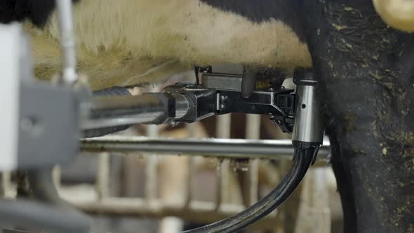 Robotic Arm Of Milking Machine Washing The Teats Of Dairy Cow In The Stable. - close up alt