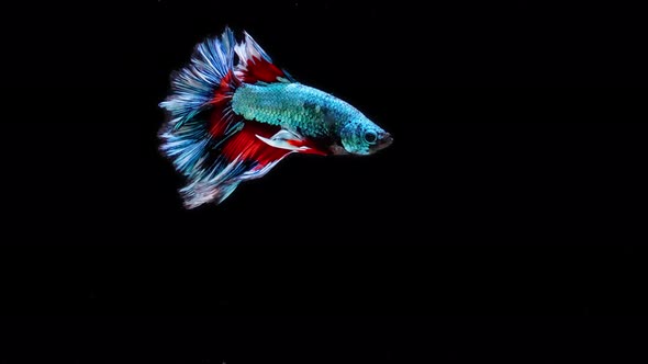 Blue and red color Siamese fighting fish
