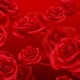Red Roses Background - VideoHive Item for Sale