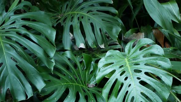 Exotic Monstera Jungle Rainforest Tropical Atmosphere