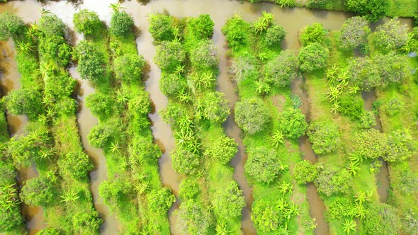 An aerial view over banana and durian plantations alt