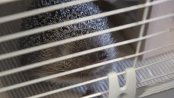 the Hedgehog Pokes His Nose Out of the White Cage and Sniffs