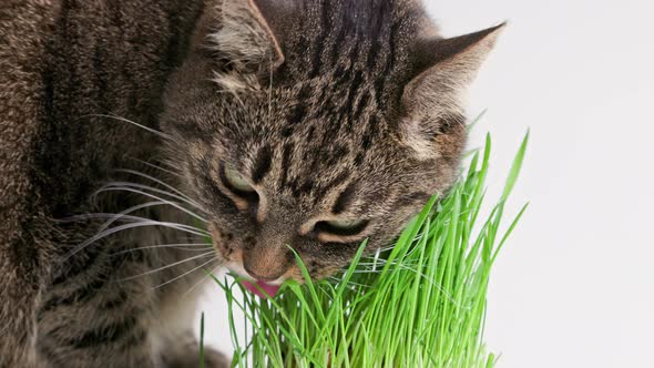 Tabby Cat Eats Green Oat Grass Sprouts on White Background alt