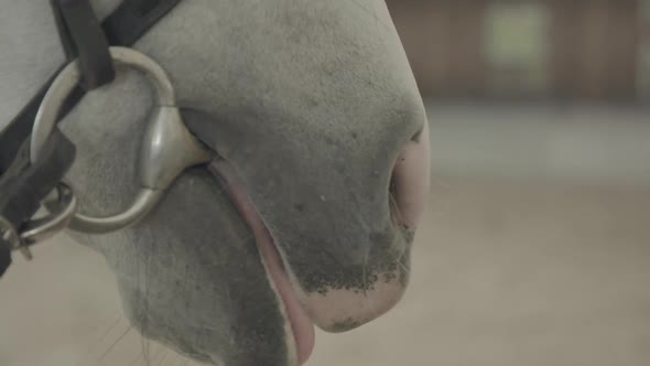 Close up of a saddled horse's mouth at the stable. Shot on Blackmagic Ursa Mini Pro prores 422 alt
