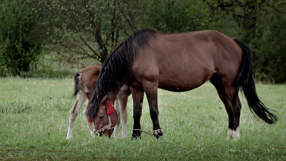 A family of horses, a little foal with his mother, a mare grazing on a forest glade on a sunny day. alt