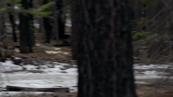 A young man trail running on a snow covered trail in a forest in the mountains. alt