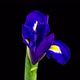 Timelapse of Growing Blue Iris Flower - VideoHive Item for Sale
