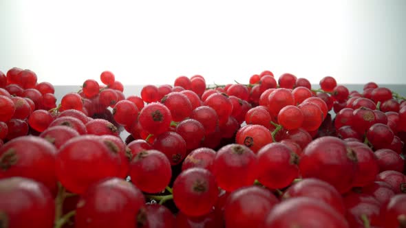Ripe Organic Red Currants on a Glass Surface alt