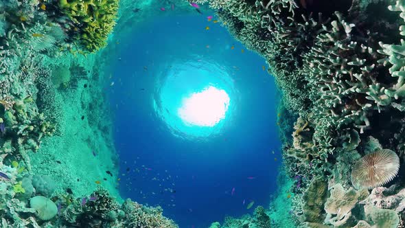 Coral Reef and Tropical Fish Underwater. Bohol, Panglao, Philippines. alt