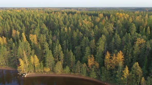 The Aerial Shot of the Tall Pine Trees on the Side of Lake Saimaa
