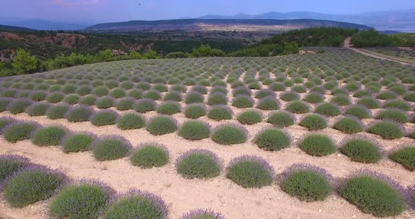 Lavander Drone4k 