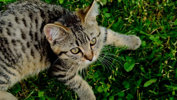 Scottish straight  kitten on green grass. Pet. alt