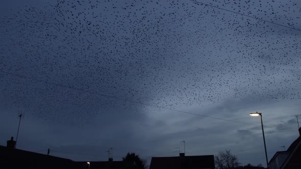 Entire Sky Is Filled With Starlings During Murmuration Flight In Streets