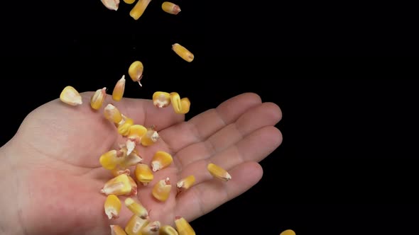 Corn Grains Will Fall on the Hand on the Black Background alt