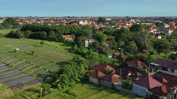 empty rice fields after a harvest in bali indonesia at sunset, aerial alt