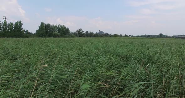 Swamp Among Shrubbery alt