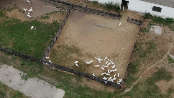 Aerial View of Paddock on Ranch with White Goats Running Out Barn alt