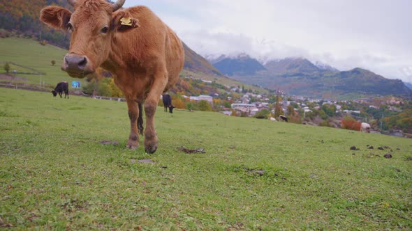 A cow looking to the camera alt