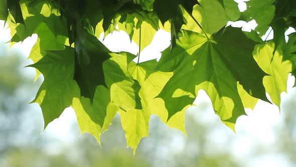 Maple Green Leaves