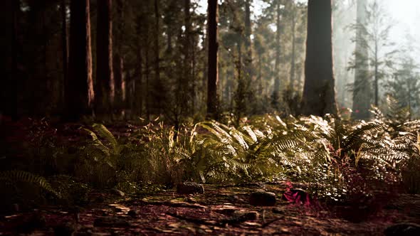 Tall Forest of Sequoias in Yosemite National Park alt