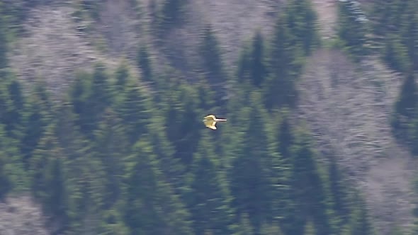 Camera Following The Bird of Prey Flying Over Forest alt