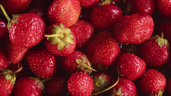 Lot of Beautiful Ripe Strawberries are Shaking and Water Drops are Fly From Above