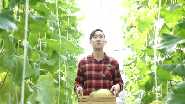 Young Asian Male Farmer Carrying a Basket of Watermelon Products and Walking on Farm Field alt