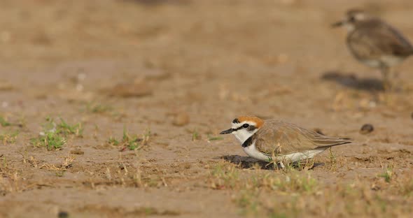 Male Kentish Plover bird lowers its body mid-day on a grassland in India alt
