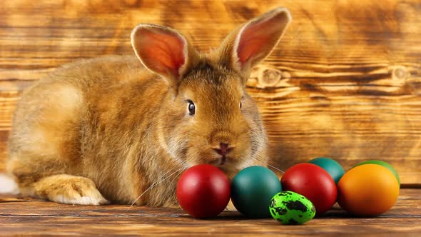 a Small Fluffy Brown Easter Bunny with Painted Colorful Easter Eggs Sits on a Brown Background alt