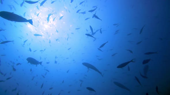 slow motion shot of the silhouettes of fish swimming around. in the ocean alt