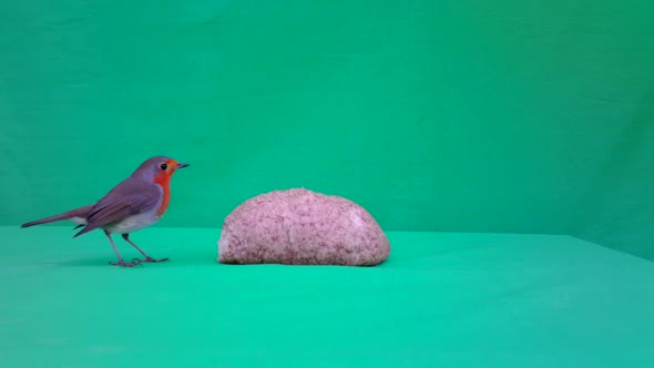European Robin (Erithacus Rubecula Redbreasteats) with Green Screen or Chromakey alt