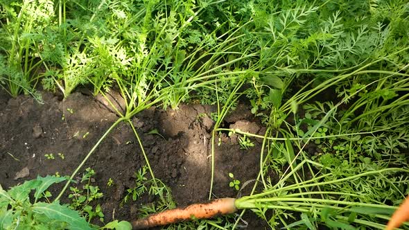 A farmer picks up a fresh crop of carrots in the garden. alt