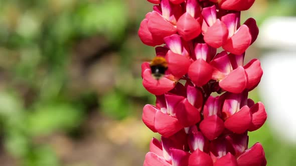 Bumblebee on Red Lupine Flower alt