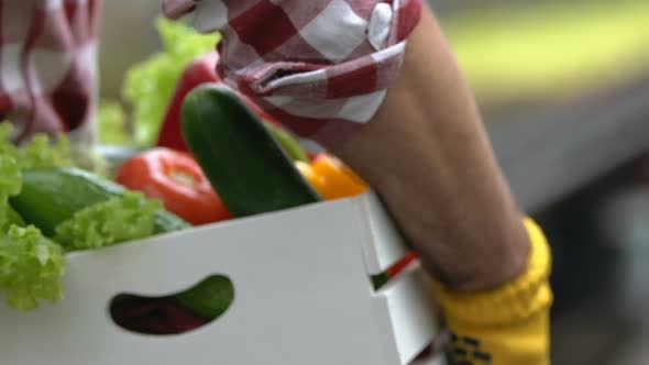 Male Farmer Holding Box With Seasonal Vegetables, Green Grocery, Harvesting