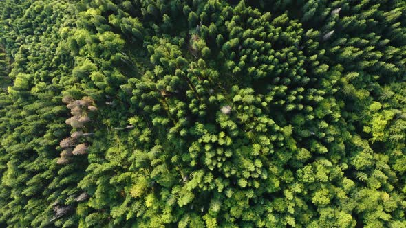 Aerial view of Mountain Green Coniferous Forest, Fly over Pine and Fir Trees alt