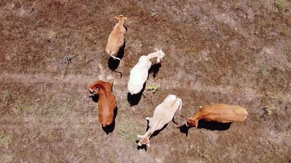 Aerial View of Cows in a Field. Zoom Out Directly Above. alt