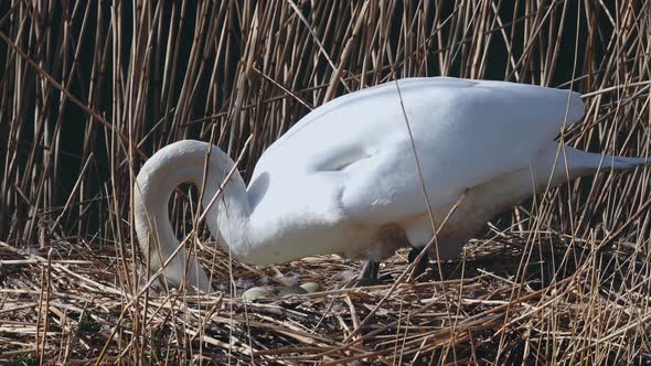 white swan broods and then turns its eggs in the nest alt