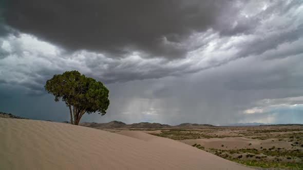 Single tree against the sky as monsoon thunderstorm rolls over the Utah desert alt