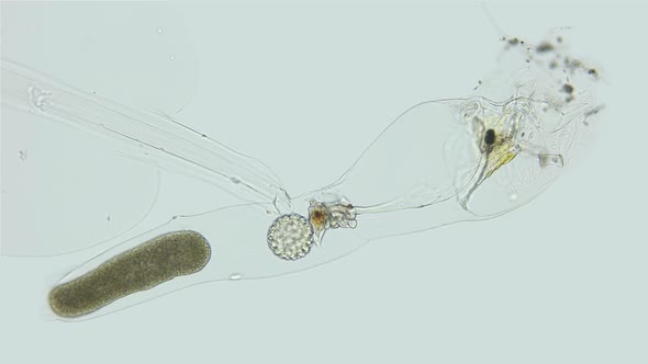 Larva Appendicularia under a microscope, order Copelata alt
