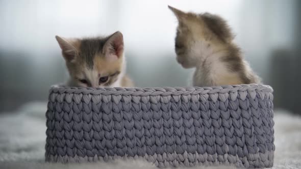 Cute Kitten and Puppy Playing Togetherslow Motion