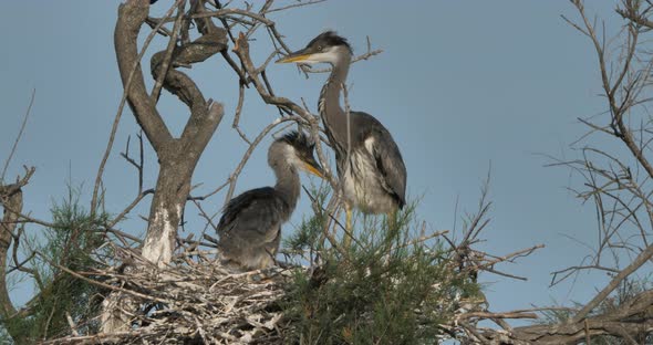 young grey herons in the nest, the Camargue in France alt