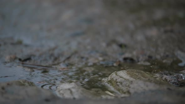 Rain Dripping On Stones