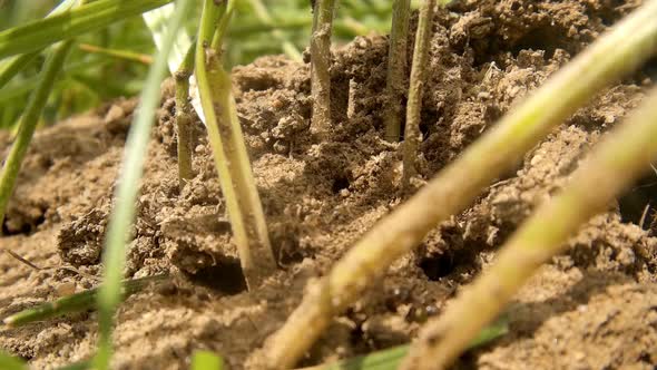 Ants Swarming In The Grass