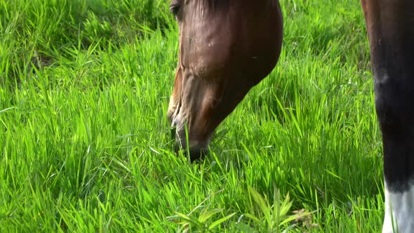 Summer, Horse, Meadow 8